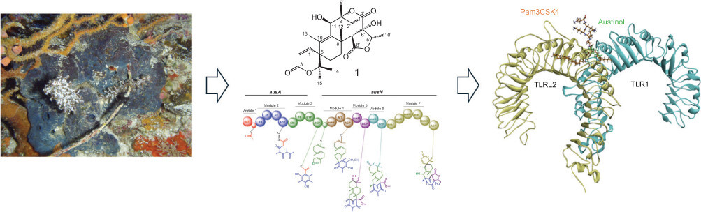 Figure from article: Unraveling the Biosynthetic...