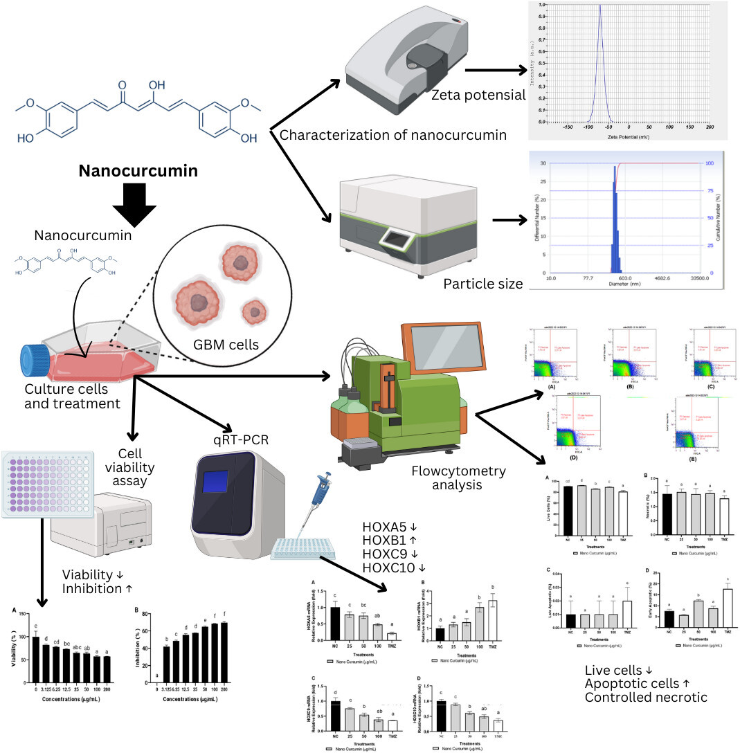 Figure from article: Homeobox Regulation of...