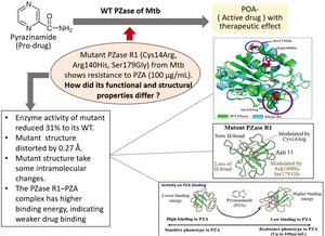 Figure from article: Effect of Multiple Mutation...