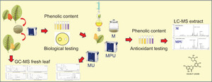 Figure from article: Influence of Leaf Age,...