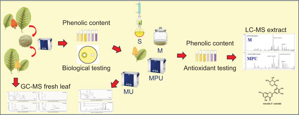 Figure from article: Influence of Leaf Age,...
