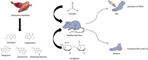 Figure from article: Phytochemical and In Vivo...
