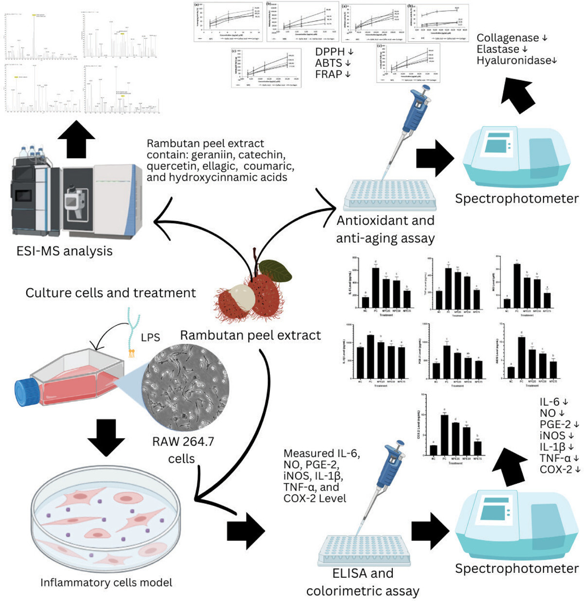 Figure from article: Potency of Rambutan...