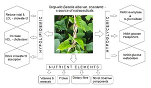 Figure from article: Role of crop-wild variety...